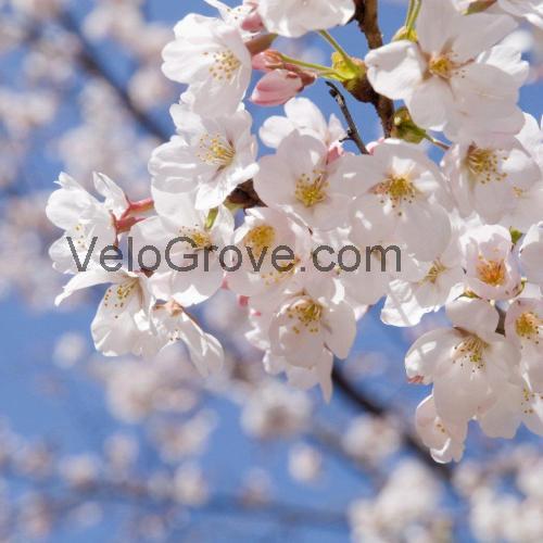 Kent Blossom specs and reviews